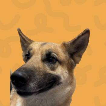 German Shepherd Dog Dogs Available for Adoption in Reno, Nevada - Prada | PetCurious