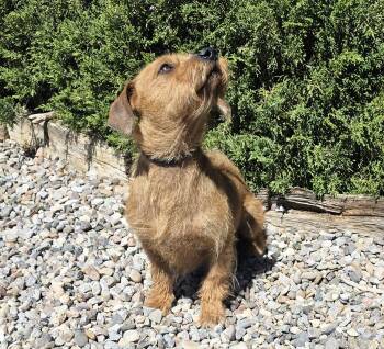 Corgi and Dachshund Dogs Available for Adoption in North Valley, New Mexico - Lovely Lil Mr Low Ryder ~ Darling Dorgi !!! | PetCurious