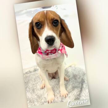 Queeny -  Cavalier King Charles Spaniel and Beagle Dog for Adoption in Fredericksburg, Virginia - Queeny | PetCurious