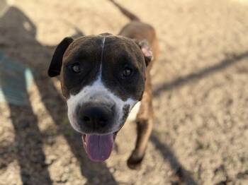 Bill -  Terrier Dog for Adoption in Pomeroy, Ohio - Bill | PetCurious