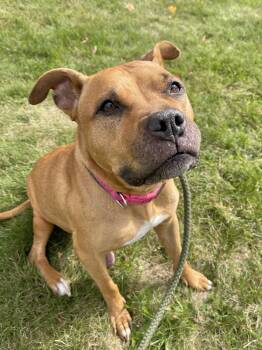 Rescue Pit Bull Terrier Dogs for Adoption in Allegan, Michigan - Judy | PetCurious