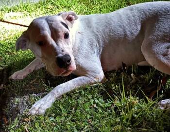 Dogo Argentino Dogs Available for Adoption in St. Cloud, Florida - NOVA | PetCurious
