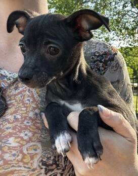Chihuahua and Mixed Breed Dogs Available for Adoption in Wilkesboro, North Carolina - Donette | PetCurious