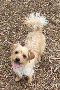 Honey -  Shih Tzu and Yorkshire Terrier Dog Available for Adoption in Monroe, North Carolina - Honey | PetCurious
