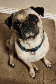 Rescue Pug Dogs for Adoption in Mesa, Arizona - Pugalina | PetCurious