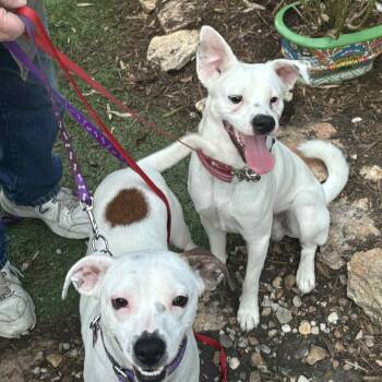 Jack Russell Terrier and Puggle Dogs Available for Adoption in Houston, Texas - Al & Joe | PetCurious