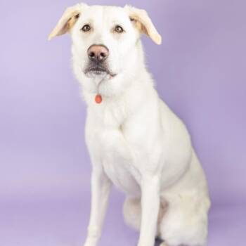 Bianca -  German Shepherd Dog and Neapolitan Mastiff Dog for Adoption in Portland, Oregon - Bianca | PetCurious