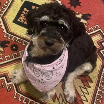Sabrina -  Aussiedoodle Dog Available for Adoption in Richmond, Virginia - Sabrina | PetCurious