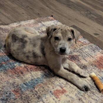 Stormi - Coming Soon -  Australian Cattle Dog Blue Heeler and Shepherd Dog for Adoption in League City, Texas - Stormi - Coming Soon | PetCurious