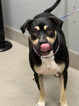 LARRY -  Rottweiler and Mixed Breed Dog for Adoption in Las Vegas, Nevada - LARRY | PetCurious