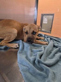 Pen 234 Lunette -  Labrador Retriever and Pit Bull Terrier Dog for Adoption in Lawrenceville, Georgia - Pen 234 Lunette | PetCurious