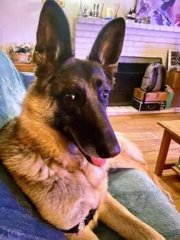 Rescue German Shepherd Dog Dogs for Adoption in Pleasant Grove, California - Seva | PetCurious