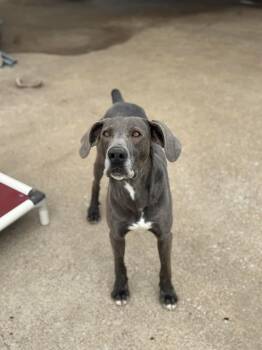 Great Dane Dogs Available for Adoption - Fester | PetCurious