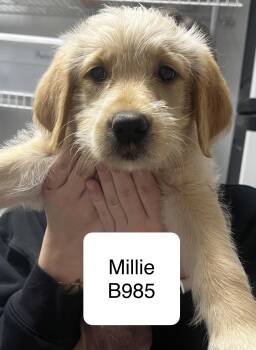 Golden Retriever Dogs Available for Adoption in Morganton, North Carolina - Millie | PetCurious