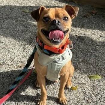 Oliver -  Pug and Chihuahua Dog for Adoption in Phoenixville, Pennsylvania - Oliver | PetCurious
