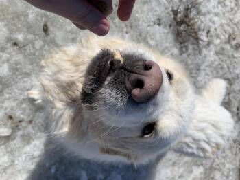 Great Pyrenees Dogs Available for Adoption - King | PetCurious