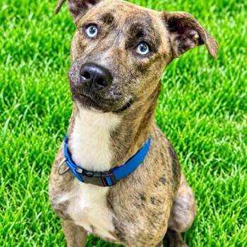 Angel -  Catahoula Leopard Dog Dog for Adoption in Battle Creek, Michigan - Angel | PetCurious