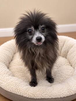 Blue Boy FH -  Pomeranian Dog for Adoption in Sanford, Florida - Blue Boy FH | PetCurious