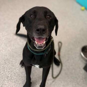 Ryder -  Black Labrador Retriever Dog for Adoption in Monticello, Iowa - Ryder | PetCurious