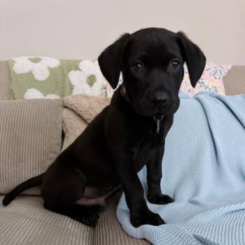 Black Labrador Retriever and Mixed Breed Dogs Available for Adoption - Galaxy (Universe Pups) | PetCurious
