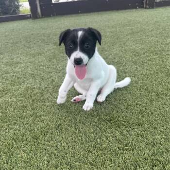 Peri 9670 -  Mixed Breed Dog for Adoption in Loxahatchee Groves, Florida - Peri 9670 | PetCurious