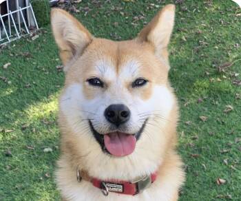 Haroo -  Shiba Inu Dog for Adoption in San Ramon, California - Haroo | PetCurious
