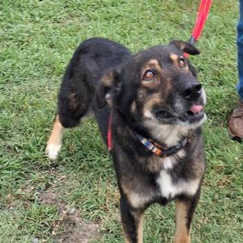 Bjorn -  German Shepherd Dog Dog for Adoption in Gloucester, Virginia - Bjorn | PetCurious