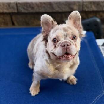 Tangina "Tangie" -  French Bulldog Dog for Adoption in Las Vegas, Nevada - Tangina "Tangie" | PetCurious