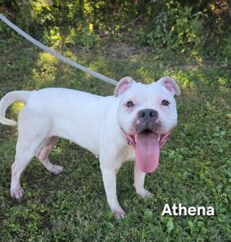 ATHENA -  Boxer Dog for Adoption in Mount Carmel, Illinois - ATHENA | PetCurious
