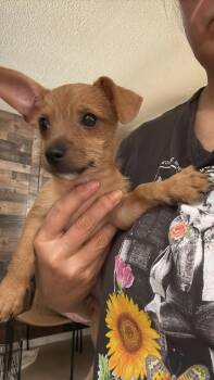 The Bunnies - Peter -  Chihuahua and Cairn Terrier Dog for Adoption in Phoenix, Arizona - The Bunnies - Peter | PetCurious