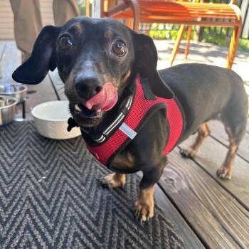 Carlos -  Dachshund Dog for Adoption in Portland, Oregon - Carlos | PetCurious