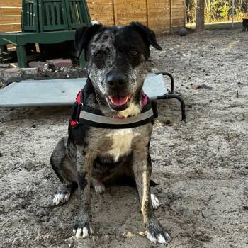 Mixed Breed Dogs Available for Adoption - Romeo 28379 | PetCurious