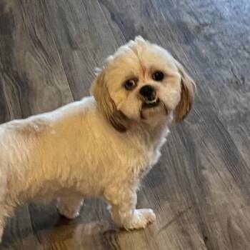 Shih Tzu and Mixed Breed Dogs Available for Adoption in Las Vegas, Nevada - Mark Shunock | PetCurious