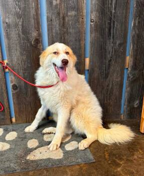 LUIGI 425 -  Great Pyrenees Dog for Adoption in New Berlin, Wisconsin - LUIGI 425 | PetCurious