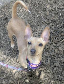 Chihuahua and Dachshund Dogs Available for Adoption in Beavercreek, Oregon - Sabine | PetCurious