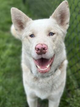Inosuke -  Husky and Catahoula Leopard Dog Dog for Adoption in Seneca Falls, New York - Inosuke | PetCurious