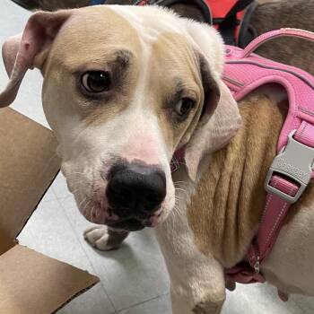 Lolli -  Mixed Breed Dog for Adoption in Philadelphia, Pennsylvania - Lolli | PetCurious
