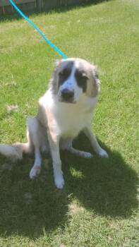 Rescue Anatolian Shepherd Dogs for Adoption in Great Bend, Kansas - Cookie | PetCurious