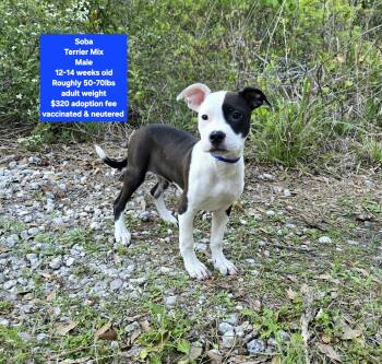 Terrier Dogs Available for Adoption - Soba | PetCurious