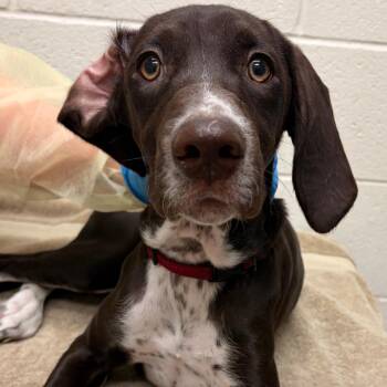 River -  Mixed Breed Dog for Adoption in Murray, Utah - River | PetCurious