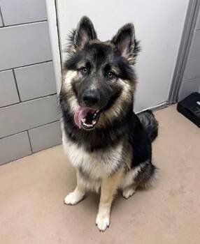 Mixed Breed Dogs Available for Adoption in Nashville, Tennessee - Scallywag | PetCurious