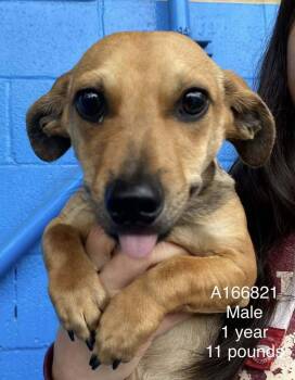 Dachshund and Mixed Breed Dogs Available for Adoption - Wesson | PetCurious