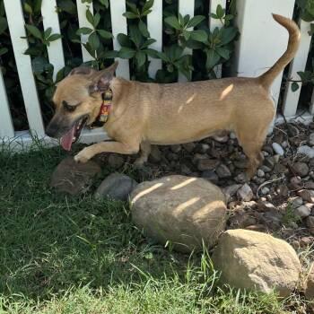 King -  Chihuahua and Dachshund Dog for Adoption in Houston, Texas - King | PetCurious
