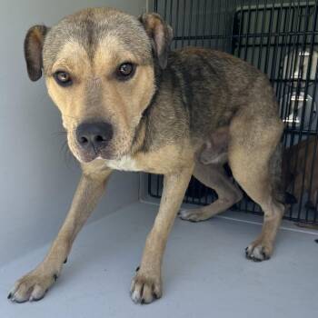 Joplin -  Shepherd and Mixed Breed Dog for Adoption in Beaumont, Texas - Joplin | PetCurious