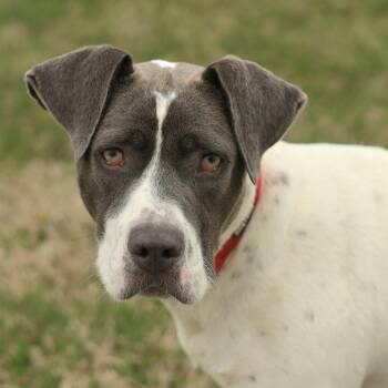 Lucky -  Boxer and Mixed Breed Dog for Adoption in Evansville, Indiana - Lucky | PetCurious