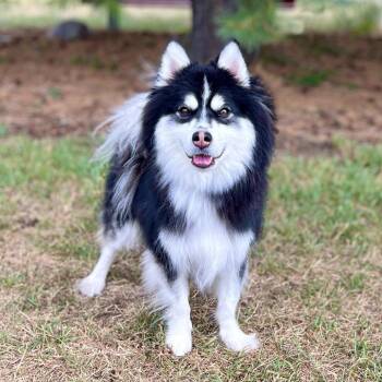 Uzi***ADOPTION PENDING*** -  Pomeranian and Husky Dog for Adoption in Fargo, North Dakota - Uzi***ADOPTION PENDING*** | PetCurious