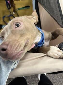 Bryce -  Pit Bull Terrier and Mixed Breed Dog for Adoption in Kansas City, Missouri - Bryce | PetCurious