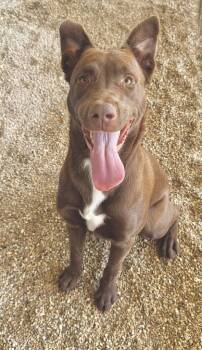 Rescue Labrador Retriever and Mixed Breed Dogs for Adoption in Gray, Louisiana - Chicken Nugget | PetCurious