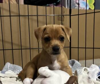 Simba -  Jack Russell Terrier Dog for Adoption in Penryn, California - Simba | PetCurious