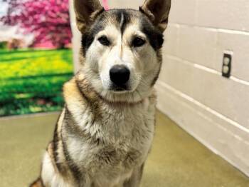 Rescue Siberian Husky and Mixed Breed Dogs for Adoption in Moreno Valley, California - A546433 | PetCurious